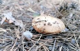 В Забайкалье раньше срока начали появляться грибы 