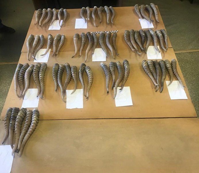 Забайкальцы пытались вывезти рога сайгака в Китай