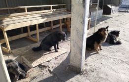 Казнить нельзя - помиловать. Закон о собаках принят в Забайкалье