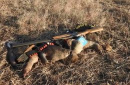 Браконьеры убили краснокнижных гусей в Даурском заповеднике