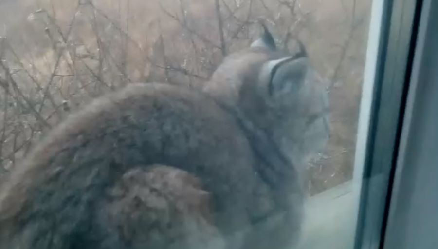 Забайкалец заснял на видео рысь, которая сидела у него на подоконнике (видео)