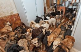 Забайкалка приютила 30 собак в квартире. Суд постановил их выгуливать