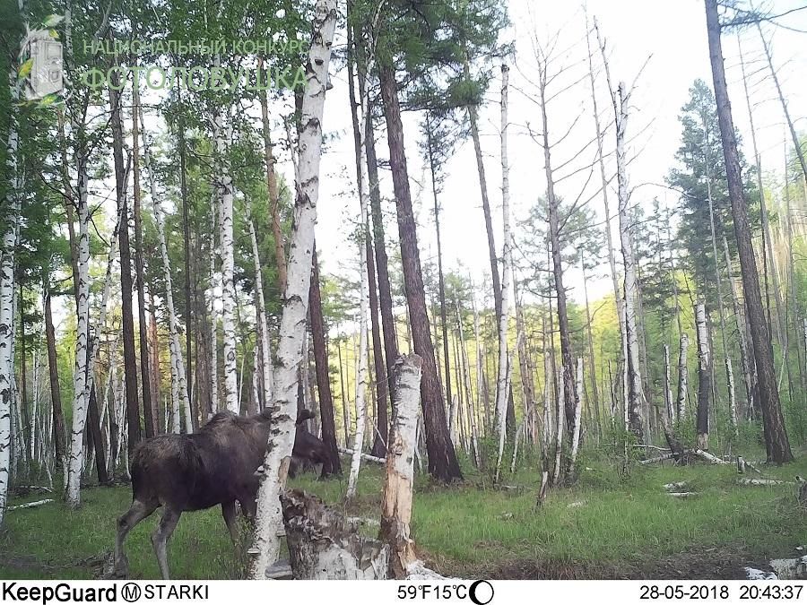 ​Нацпарк «Чикой» принял участие в конкурсе «Фотоловушка-2019». Сотрудникам удалось снять волка и лосей (Видео)