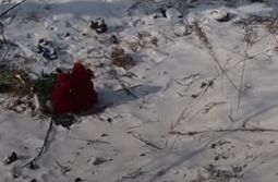 Кинолог предположила, что собаки-убийцы из Домны могли есть человечину ещё до трагедии