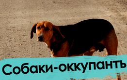 Собаки — оккупанты Читы: через что проходят дети, чтобы попасть в школу