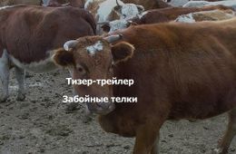 ​«Вечорка ТВ»: Забойные телки