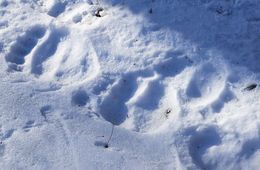 Режим повышенной готовности ввели в двух сёлах Забайкалья из-за медведя-шатуна