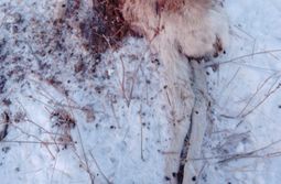 Серые разбойники растерзали молодого дзерена....