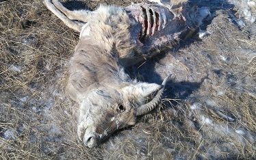 Результаты анализов подтвердили вспышку ящура в Краснокаменском районе