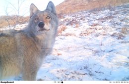 Овца отмщена. Волк и овцы — 2 (Видео, шок-контент. 18+).