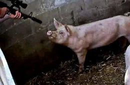 Пенсионерка из Ясной просит помочь крестьянам Забайкалья