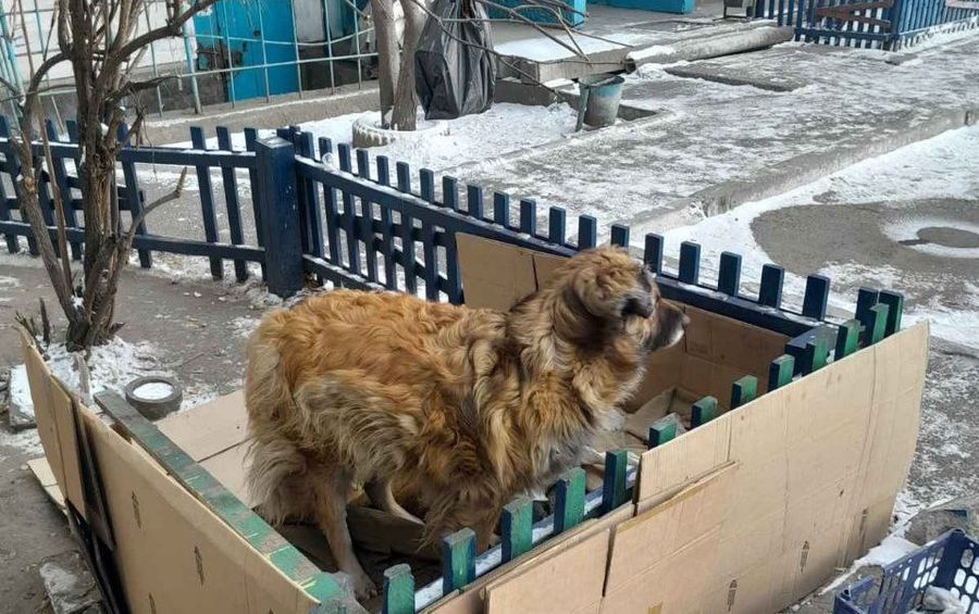 Читинцы не против проживания двух собак во дворе дома в 1-ом микрорайоне