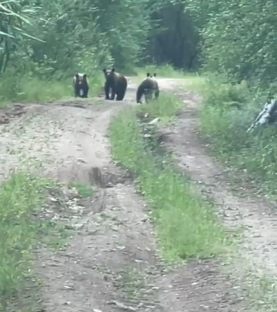 Три медведя. Уже под Читой   