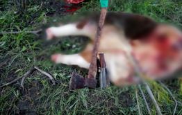 В Агинском районе задержаны две женщины-скотокрадки