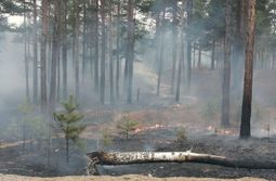 Поджигатель леса в Забайкалье заплатит более пяти тысяч рублей 