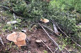 Квадрокоптеры помогут выявлять незаконные рубки леса в Забайкалье