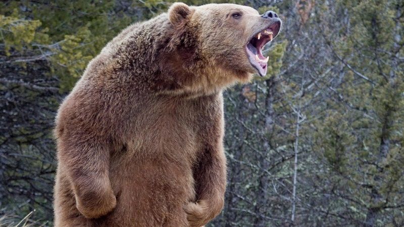 Мужчина находится в тяжелом состоянии после нападения медведя
