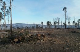 Предприниматели выпилили здоровый лес под видом горельника в Акшинском районе