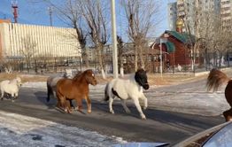 Шок: Бездомные лошади заполонили Читу (видео, 18+)