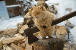 В лесу раздавался топор дровосека: за год в Забайкалье незаконно заготавливаются дрова на полмиллиарда рублей