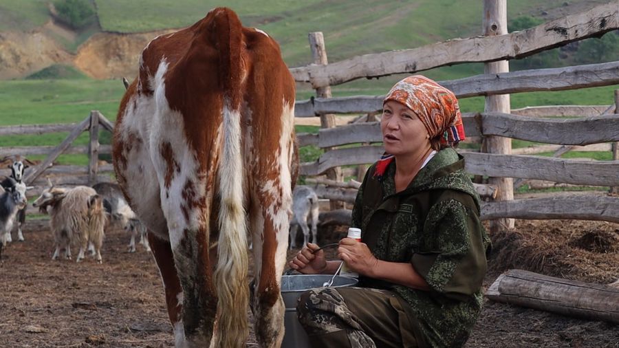 Двадцать три коровы, одна Ирина и стакан парного молока