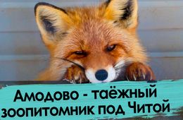 Осел, медведь и тигр гуляют под Читой