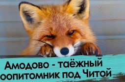 Осел, медведь и тигр гуляют под Читой