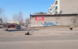 Собаки терроризируют жителей Карымской