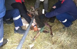 В пригороде Читы спасатели поймали косулю