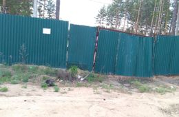 ​Народная трибуна: Не рубите сосновый бор!