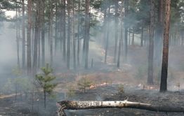 Поджигатель леса в Забайкалье заплатит более пяти тысяч рублей 