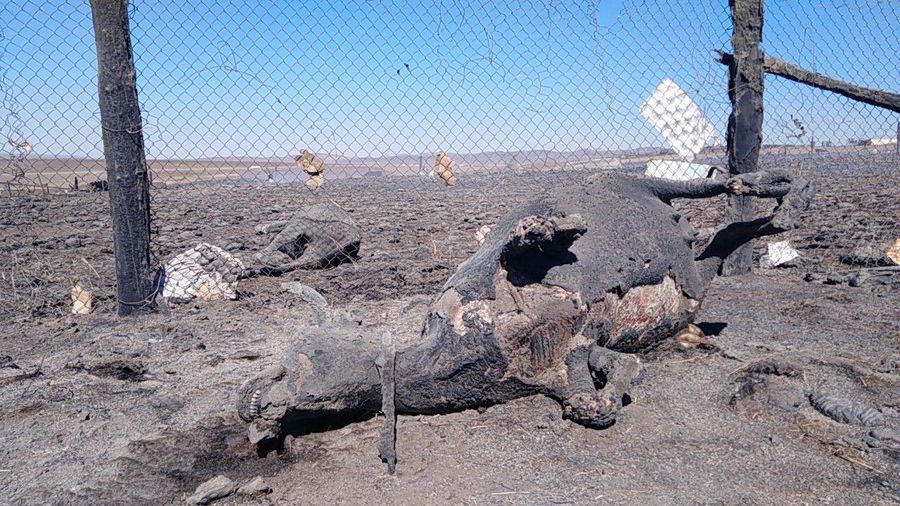 ​Глава Оловяннинского района спасал свою стоянку, пока горели стайки в Улан-Цацыке — местные жители