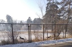 «Вечорка ЦУР»: На школьном стадионе резвятся собаки – Чита на связи