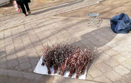 Символ весны в Чите: в городе массово торгуют вербой