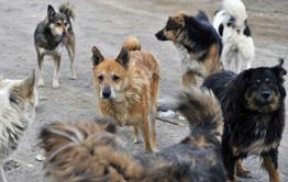 В Атамановке бездомные собаки напали на 3-летнего малыша