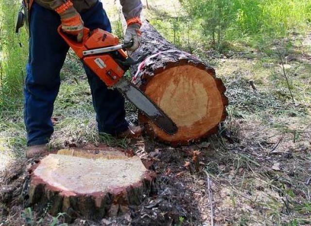Брат депутата Петровск-Забайкальской думы оказался черным лесорубом