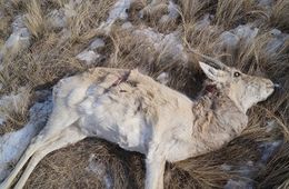 В Забайкальском районе гибнут дзерены