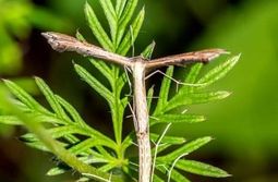 Чудо природы - бабочки-пальцекрылки (Pteropho...