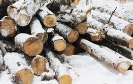В Петровск-Забайкальском районе выявлено 17 фактов незаконной рубки леса