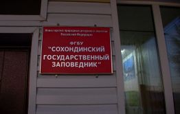 Медведь напал на сотрудника Сохондинского заповедника в Кыринском районе