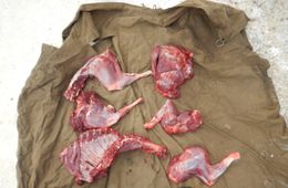 В Забайкалье браконьер добыл дзерена и повез тушу домой на такси