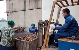 Свыше 3 тысяч тонн картофеля и 250 тонн овощей собрали в Забайкалье