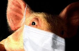Главный инфекционист Забкрая: «Свиной» грипп этого года не опаснее других его разновидностей