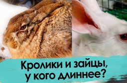 Кролик versus заяц. С наступающим!