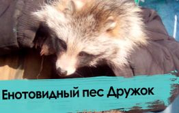 Енотовидный пес Дружок предсказал непогоду в Забайкалье  (видео)
