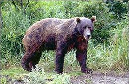 К дачному кооперативу под Читой вышел медведь