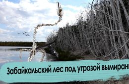 Бакланы уничтожают Забайкалье 