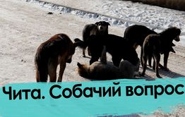 Путин поручил вести учет домашних животных