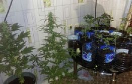 В Краснокаменске задержан мужчина, который выращивал в квартире коноплю 
