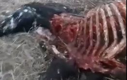 У кого нет коня: у животновода из Шилкинского района вновь убили лошадь